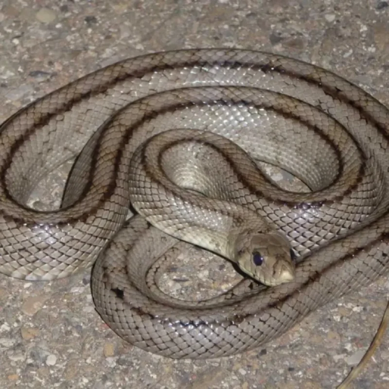 Culebra de Escalera gris