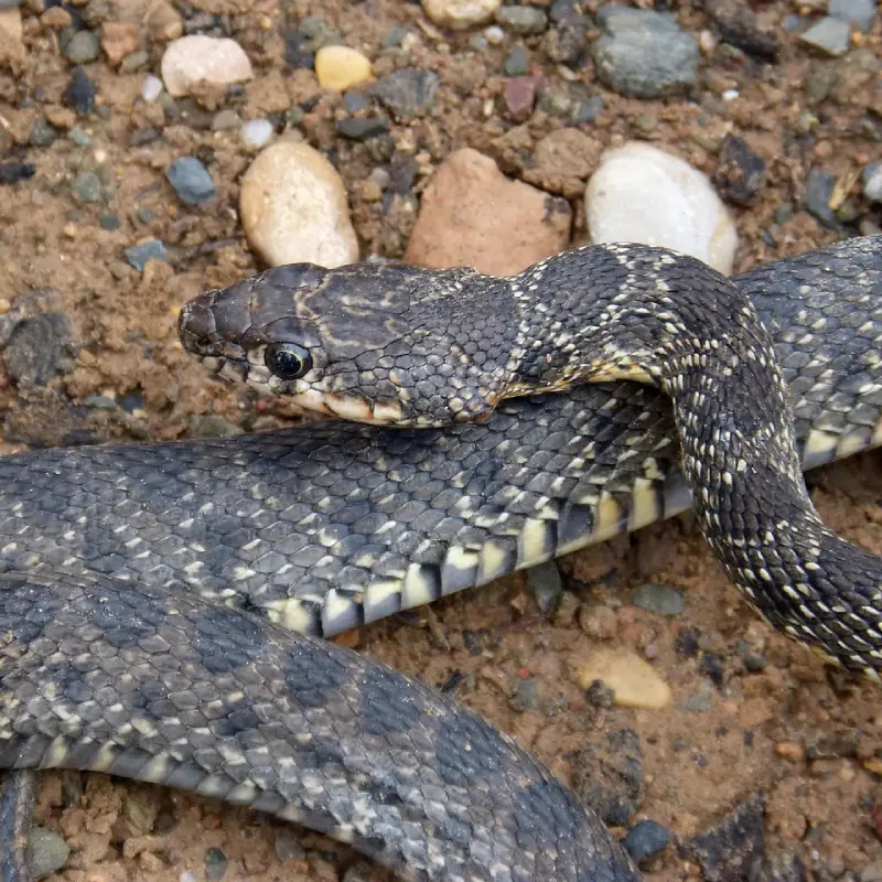 Herradura culebra