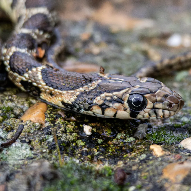 Culebra herradura de cerca