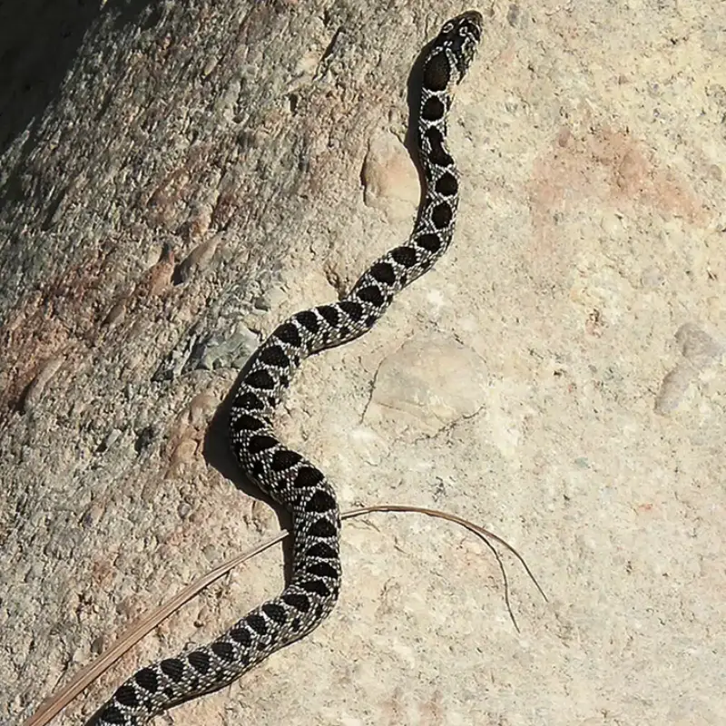 Culebra de herradura largura