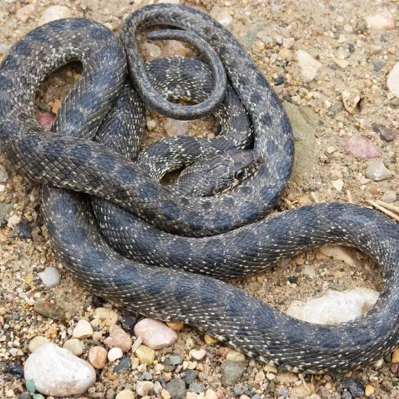 Culebra de Herradura