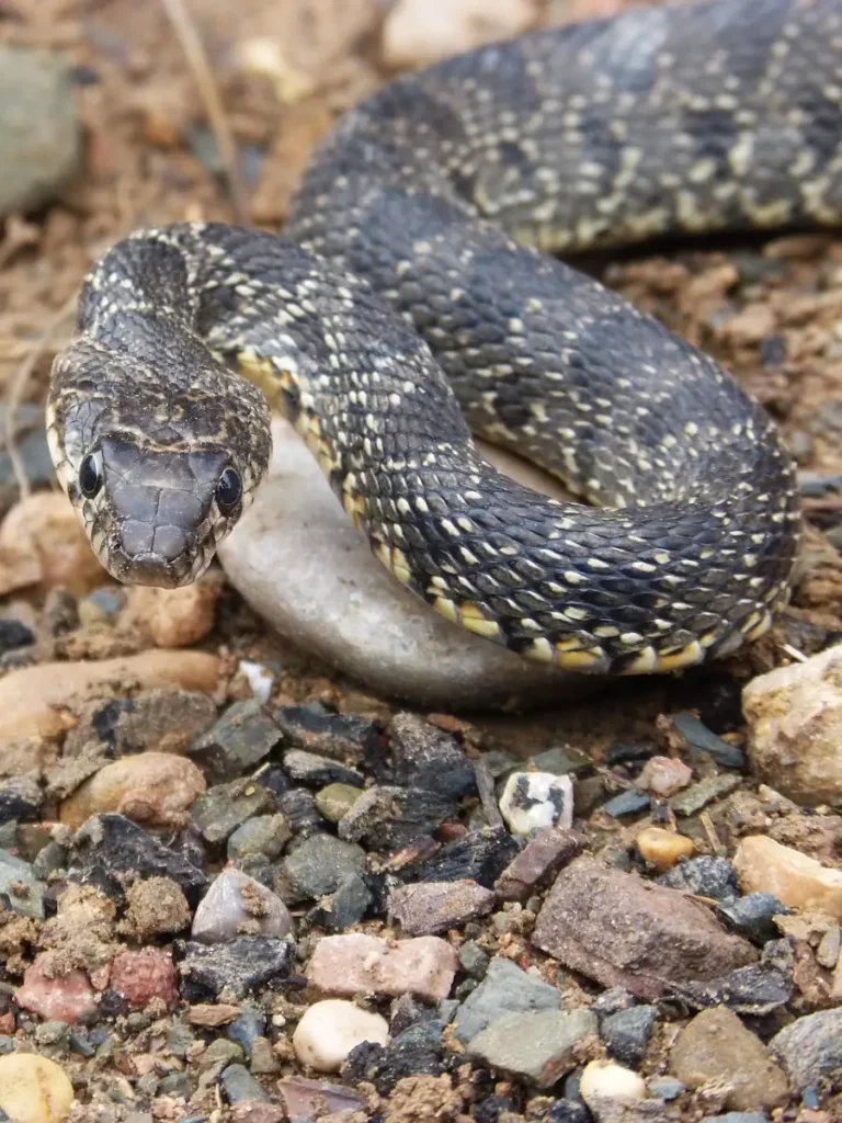 Culebra herradura en S