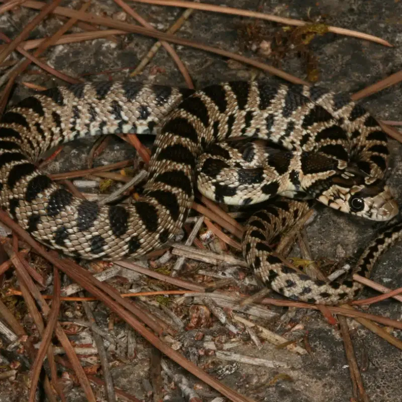 Culebra de Herradura