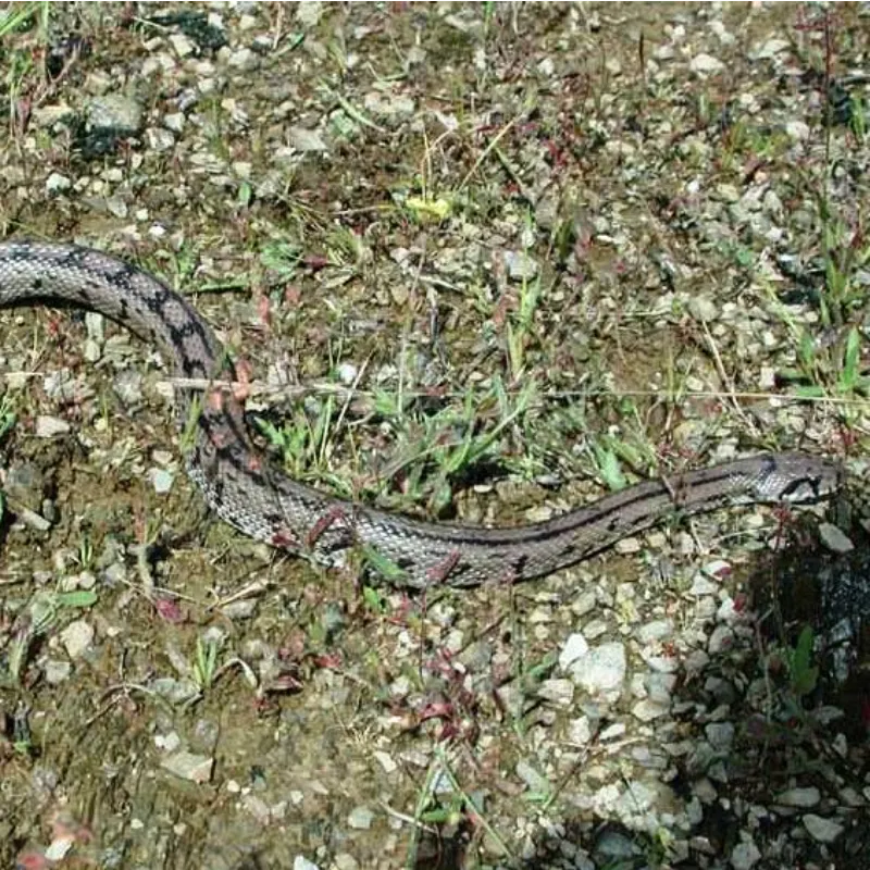 Culebra de Escalera gris en el monte