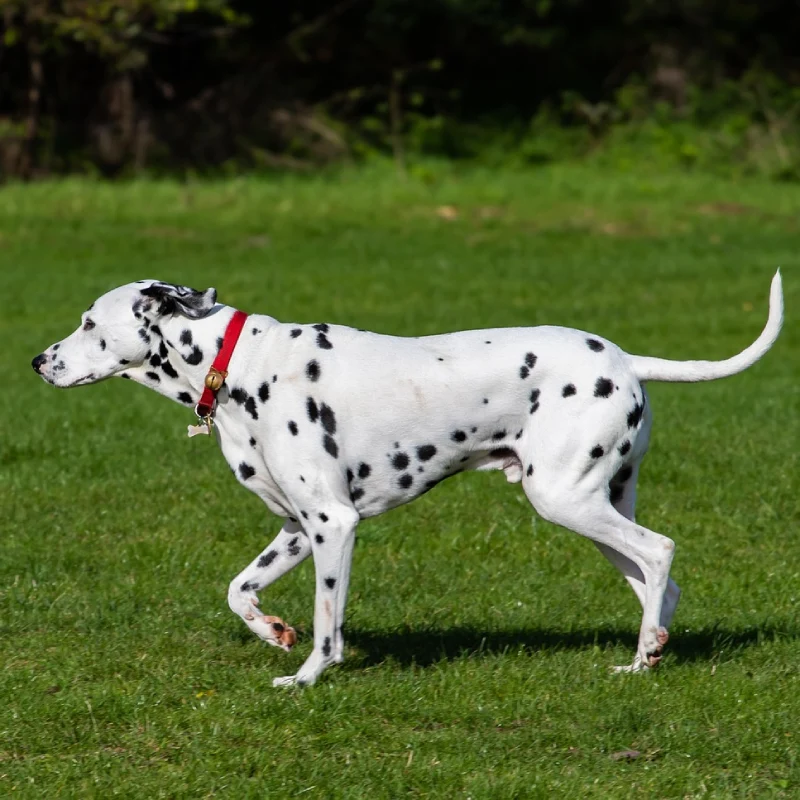 Dálmata paseando