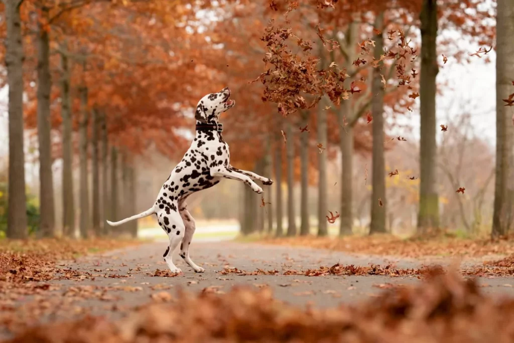 Dálmata en otoño
