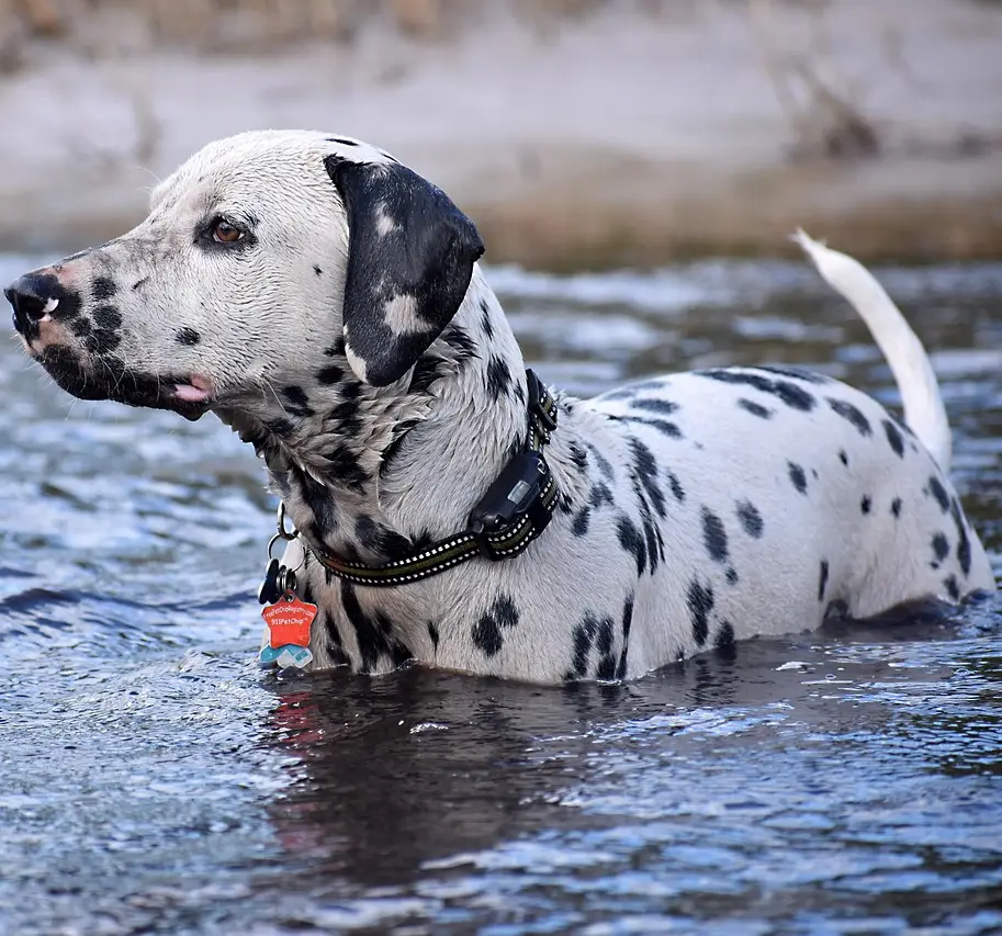 Dálmata en el agua
