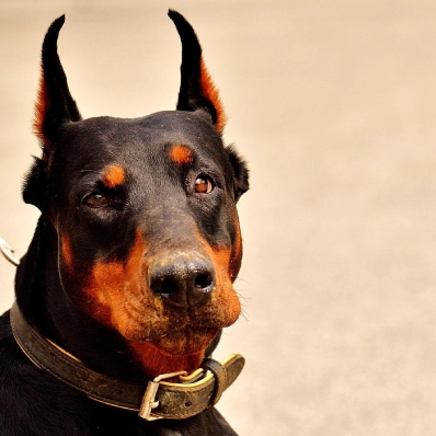 Doberman negro