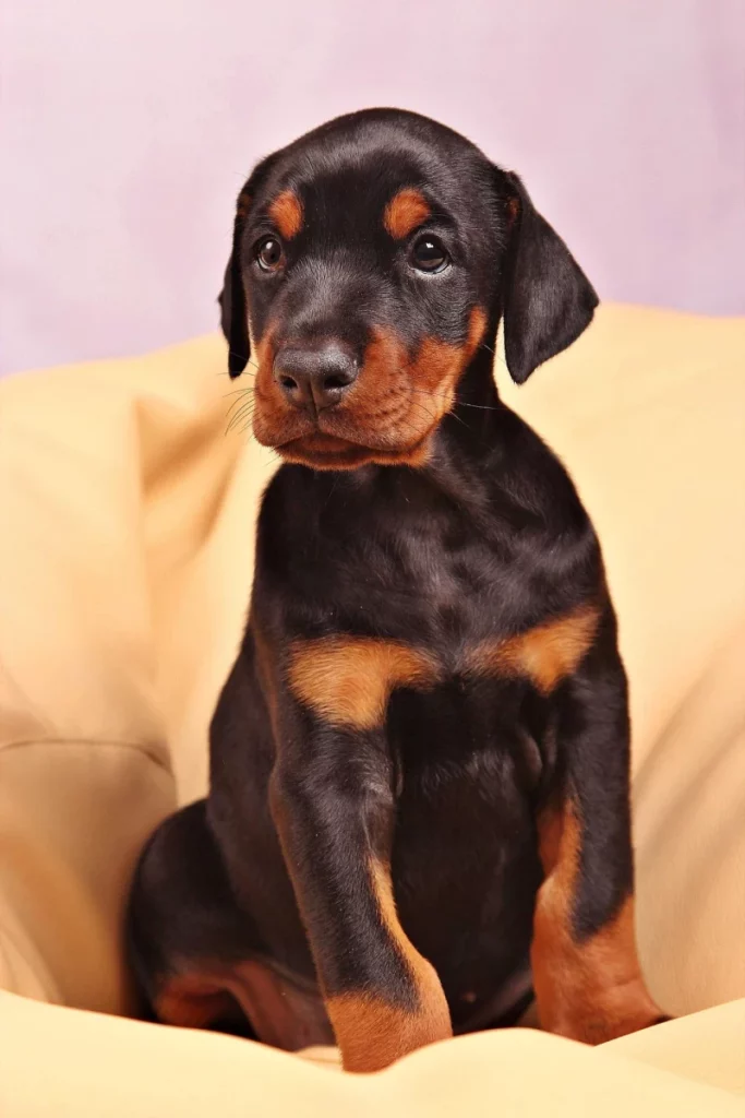 Dóberman cachorro