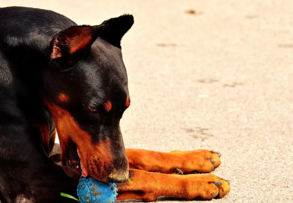 Doberman jugando