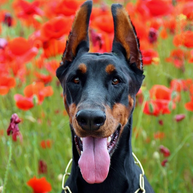Doberman