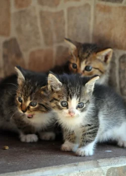 Gatitos