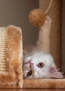 Gato jugando con bolita