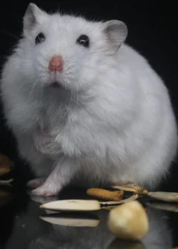 Hámster comiendo
