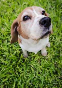 Perro en jardín