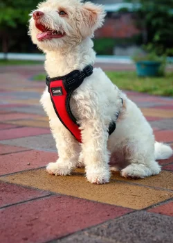 Perro con arnés