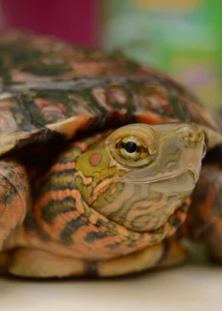Tortuga oreja roja