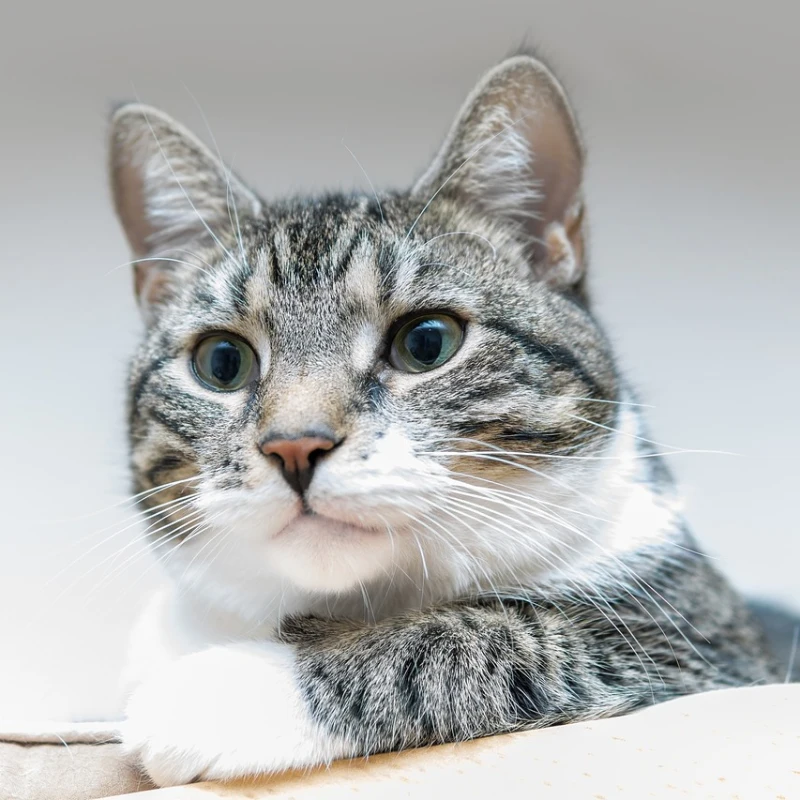 Gato Europeo Común de cerca