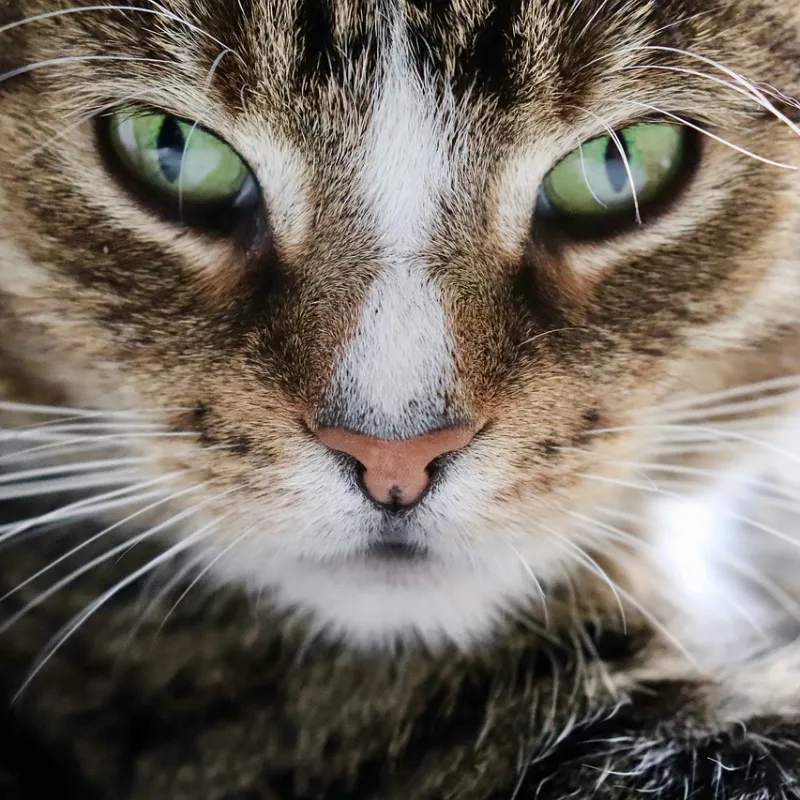 Gato Europeo Común