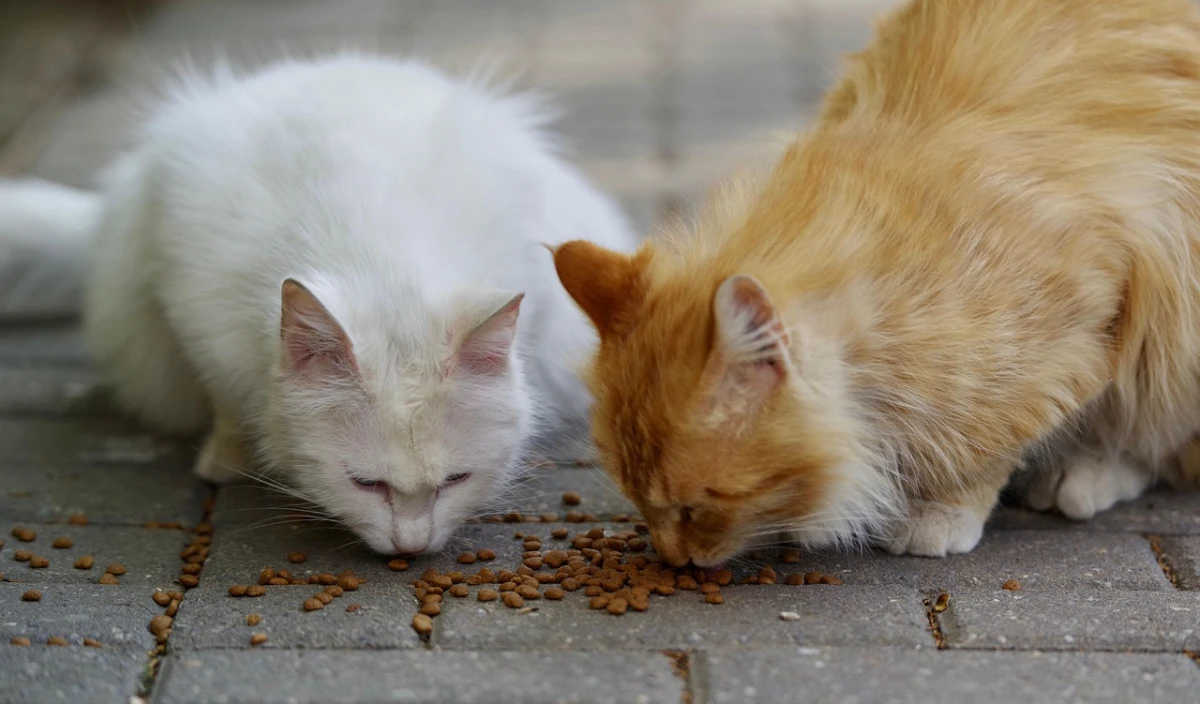 Gatos comiendo