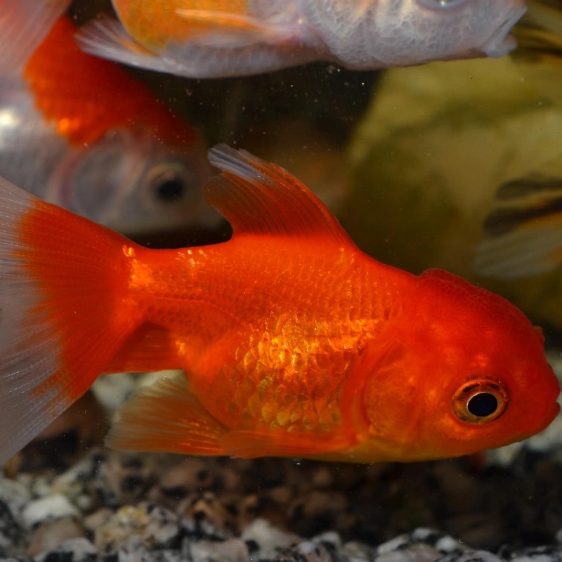 Goldfish naranja