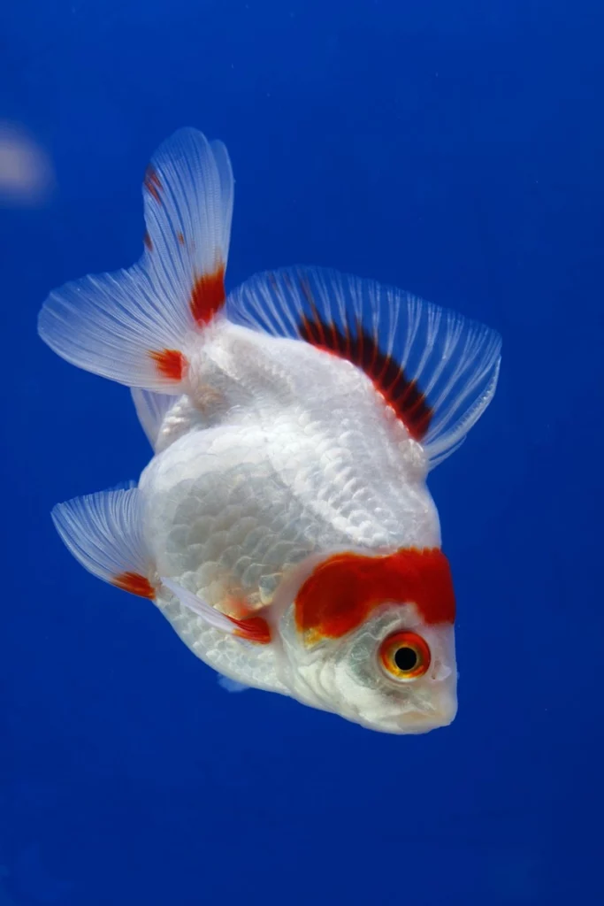 Pez Goldfish