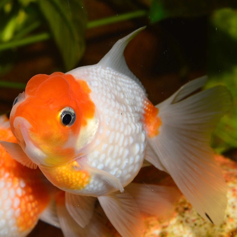 Goldfish plateado