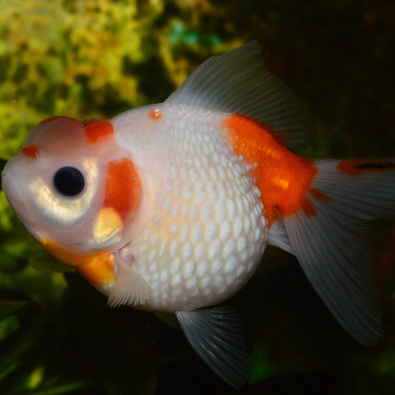 Pez Dorado plateado