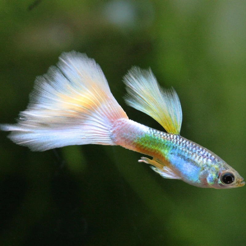 Guppy arcoíris