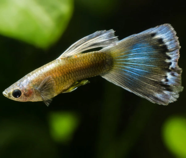 Pez Guppy (Poecilia reticulata) dorado