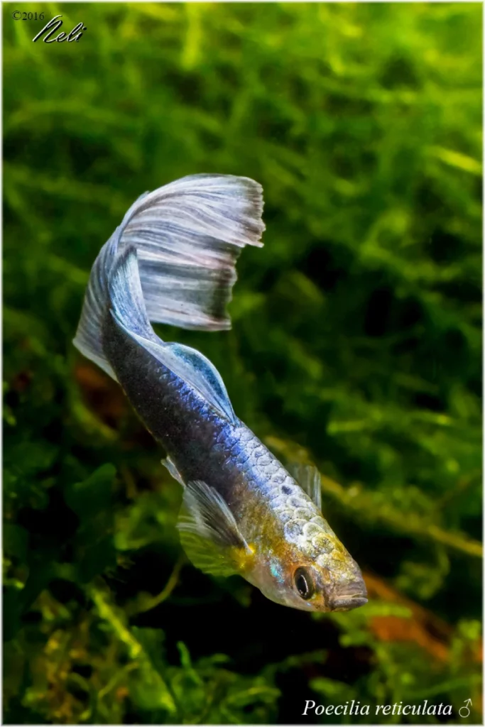 Guppy en acuario