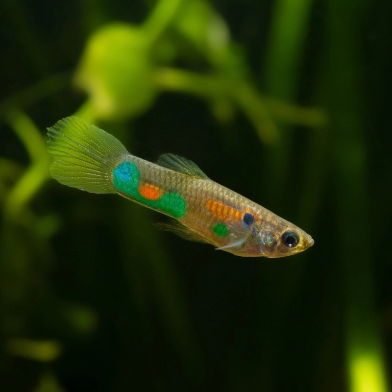 Pez Guppy (Poecilia reticulata)