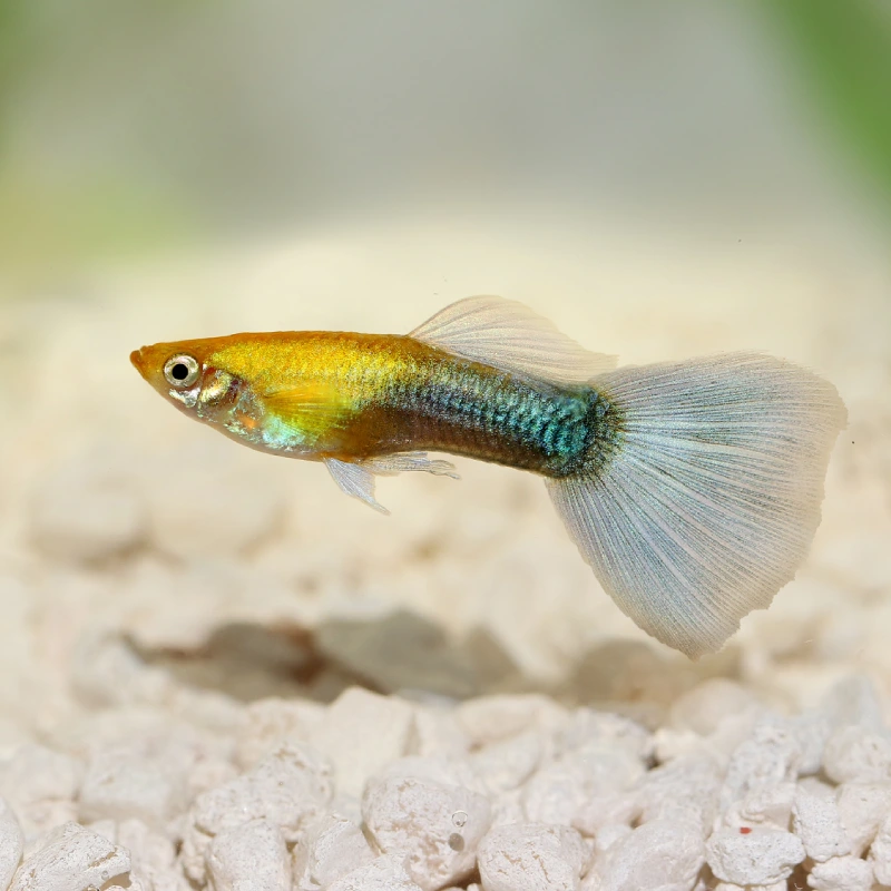 Pez Guppy dorado