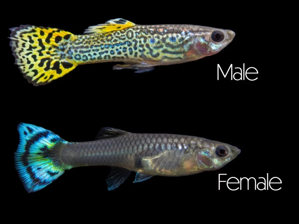 Guppy hembra y macho