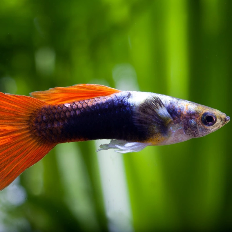 Guppy cola naranja