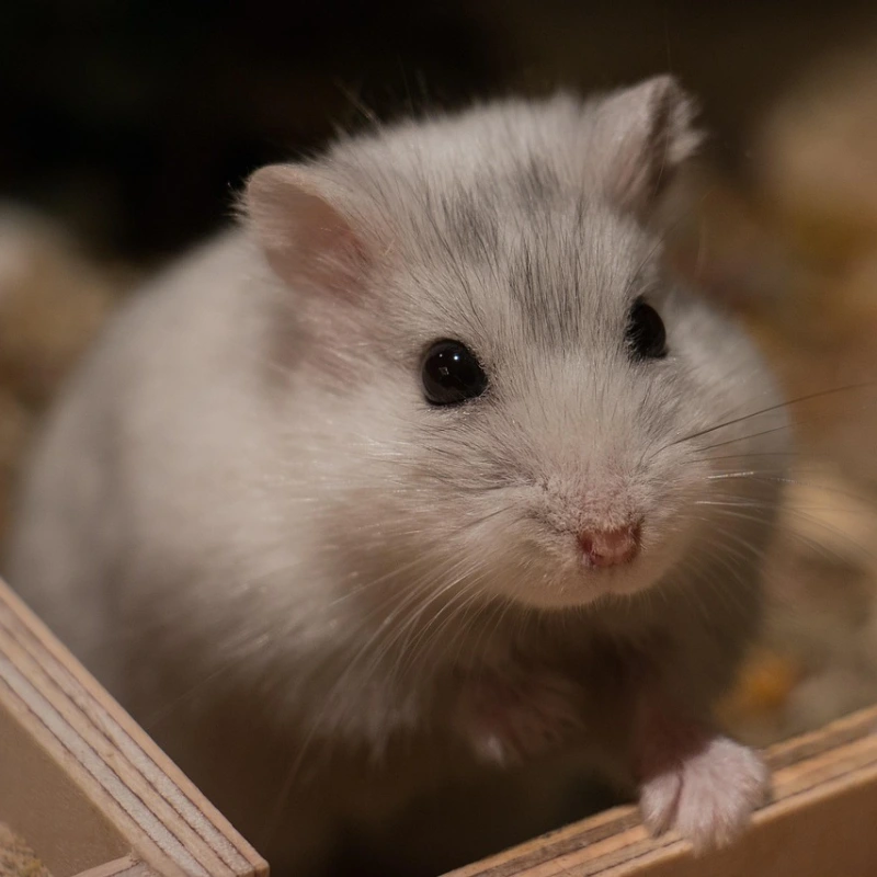 Hámster blanco