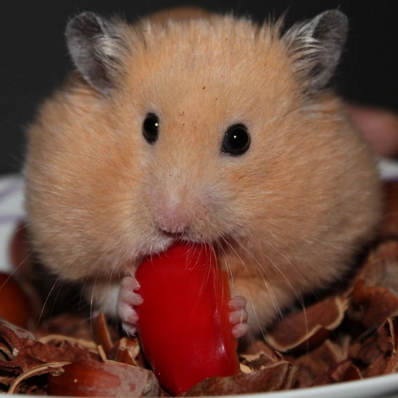 Hámster comiendo