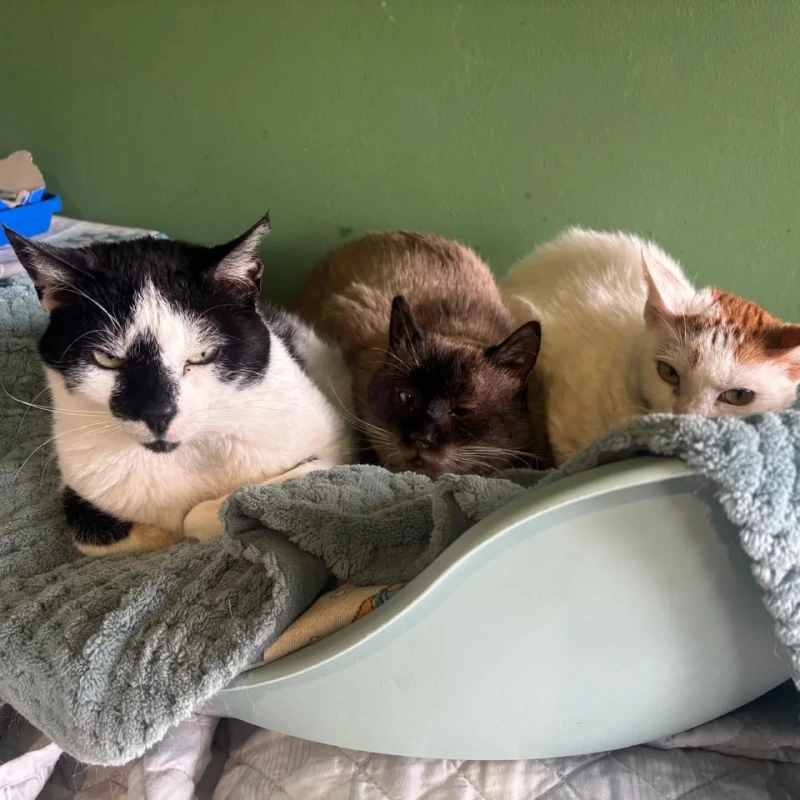 Gatos varios