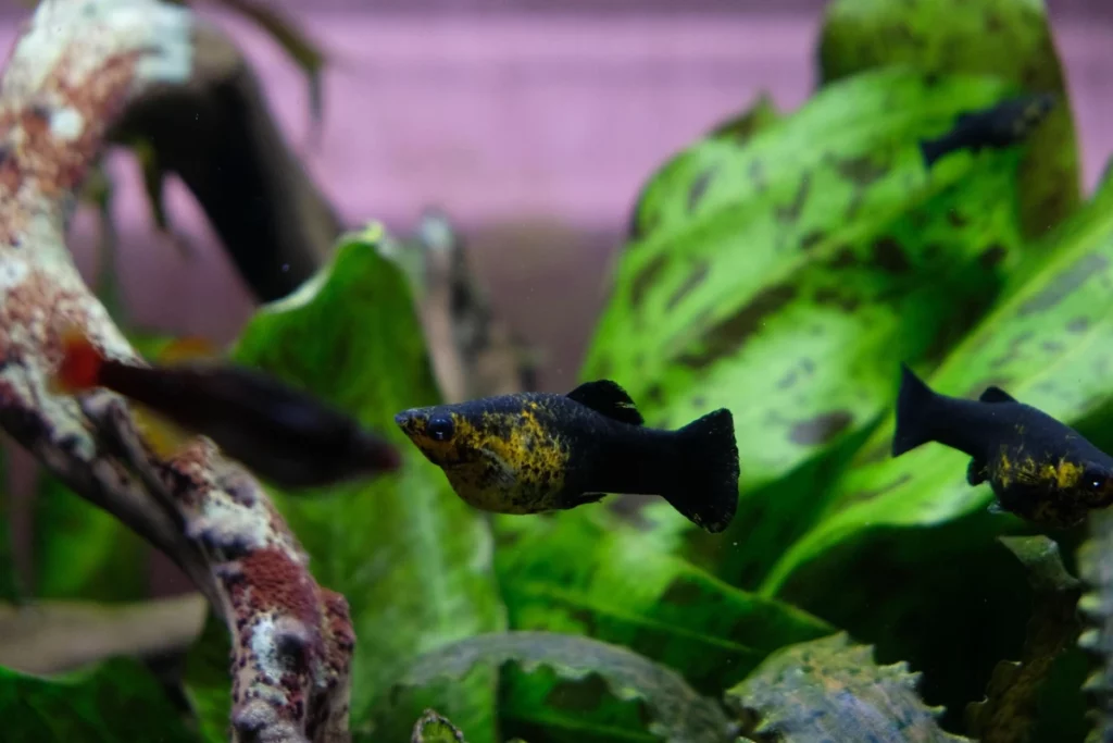 Peces Molly