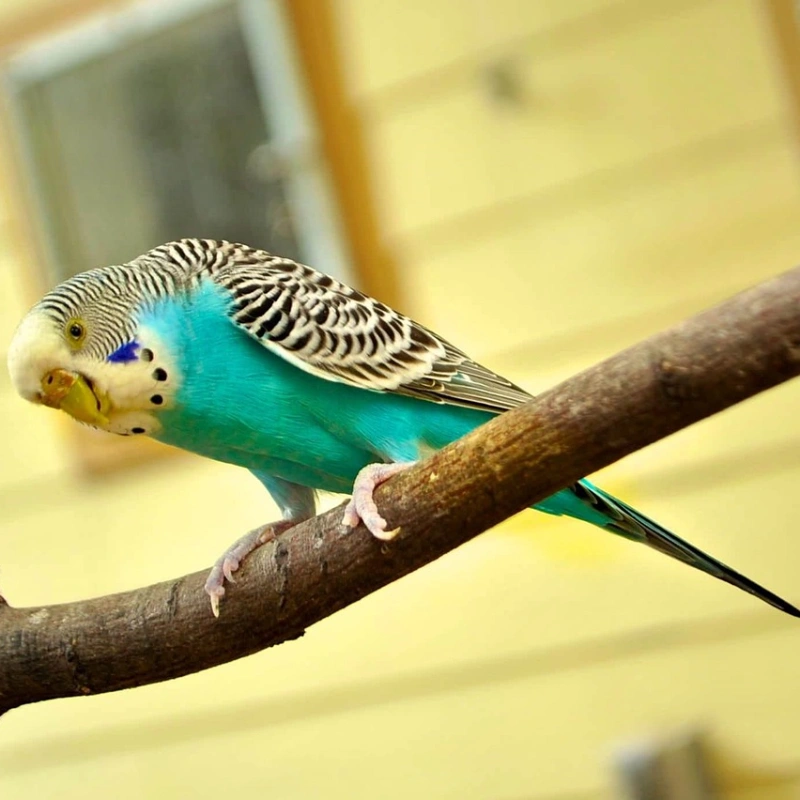 Periquito Australiano azul