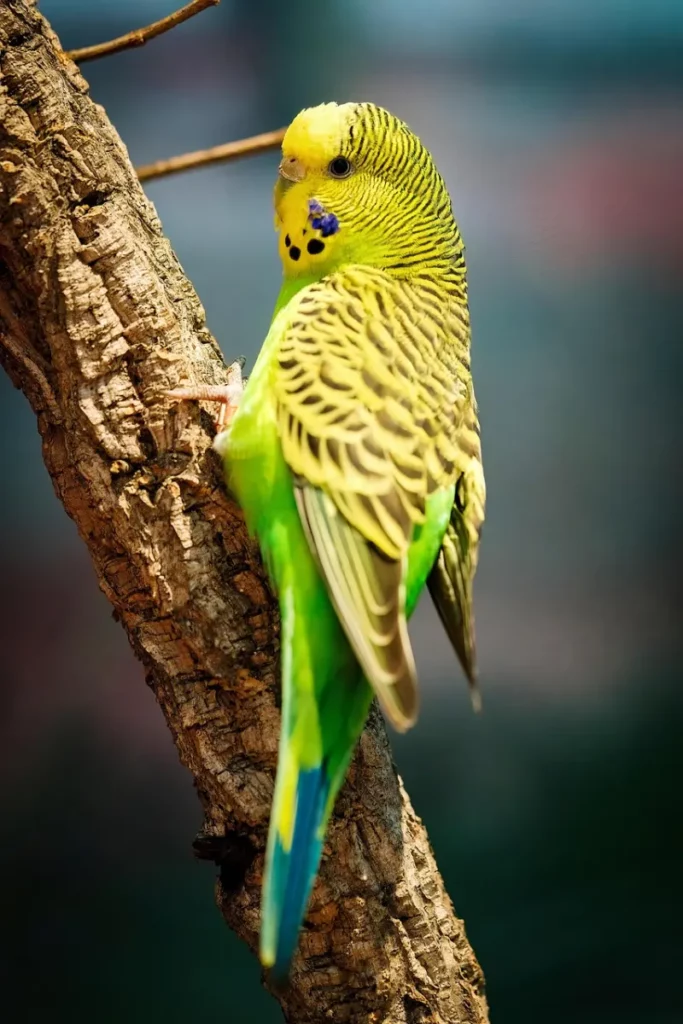 Periquito Australiano colores
