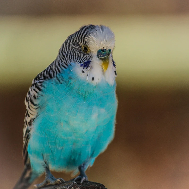 Periquito Australiano (Melopsittacus undulatus)