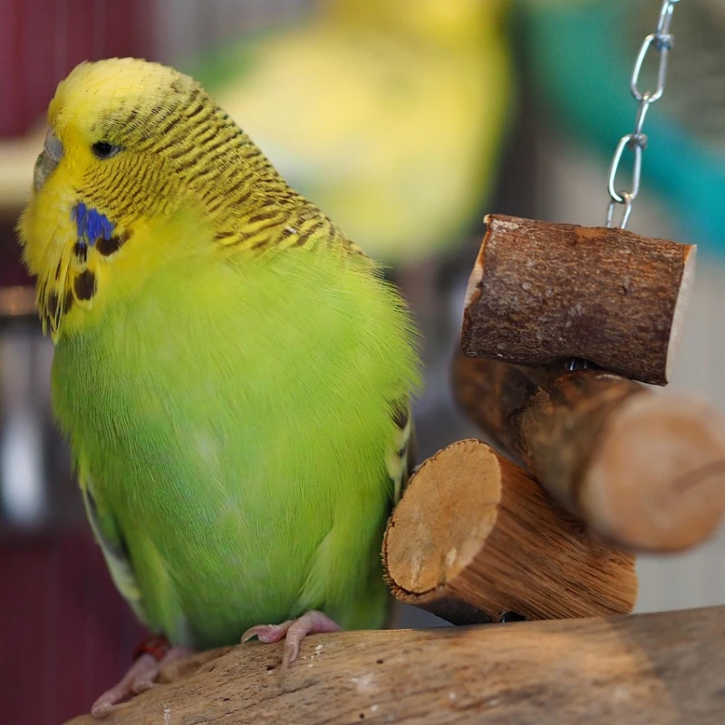 Periquito Australiano verde