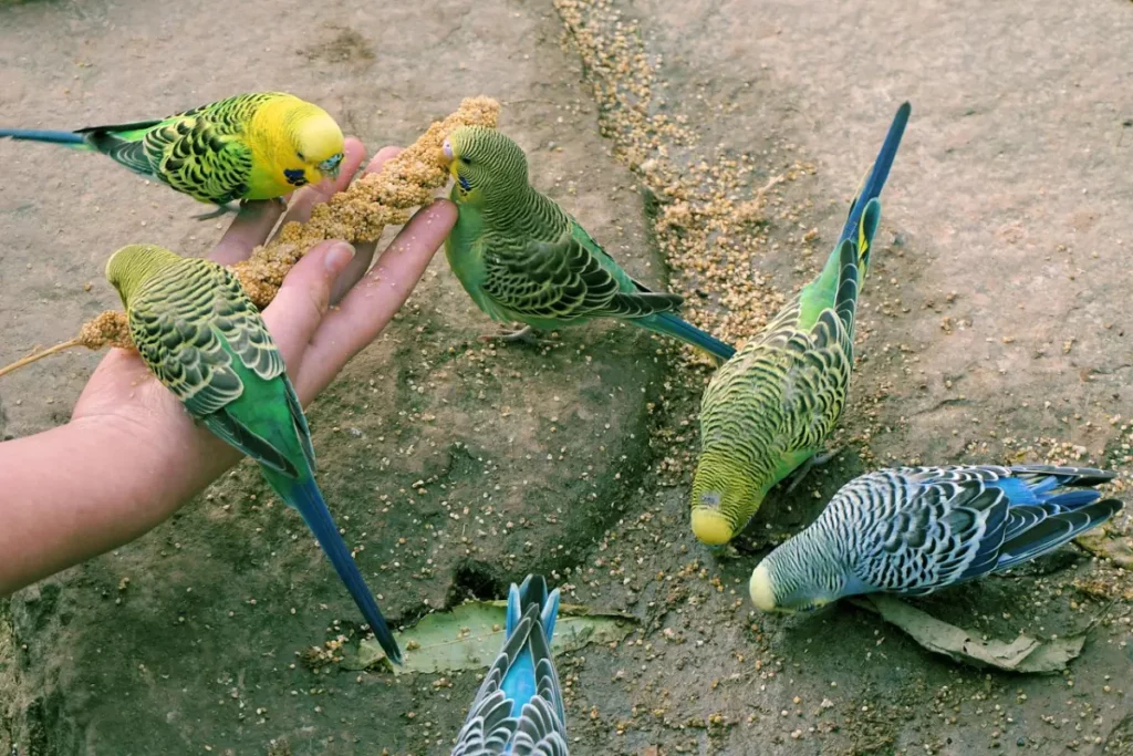 Periquito Australiano (Melopsittacus undulatus) en grupo
