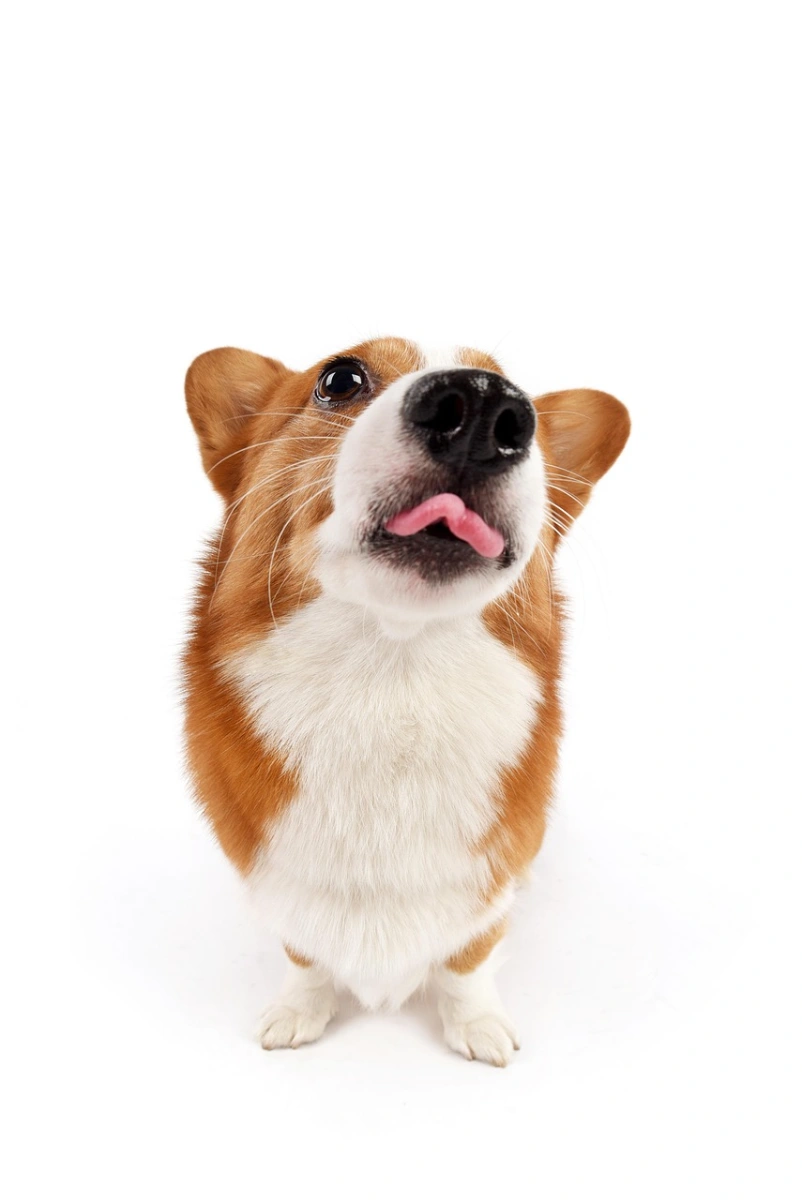Perro lengua