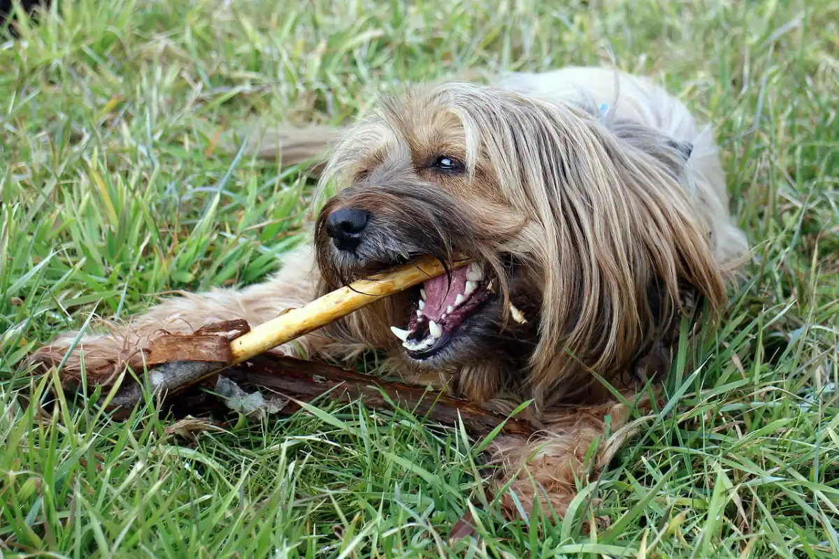 Perro jugando con palo