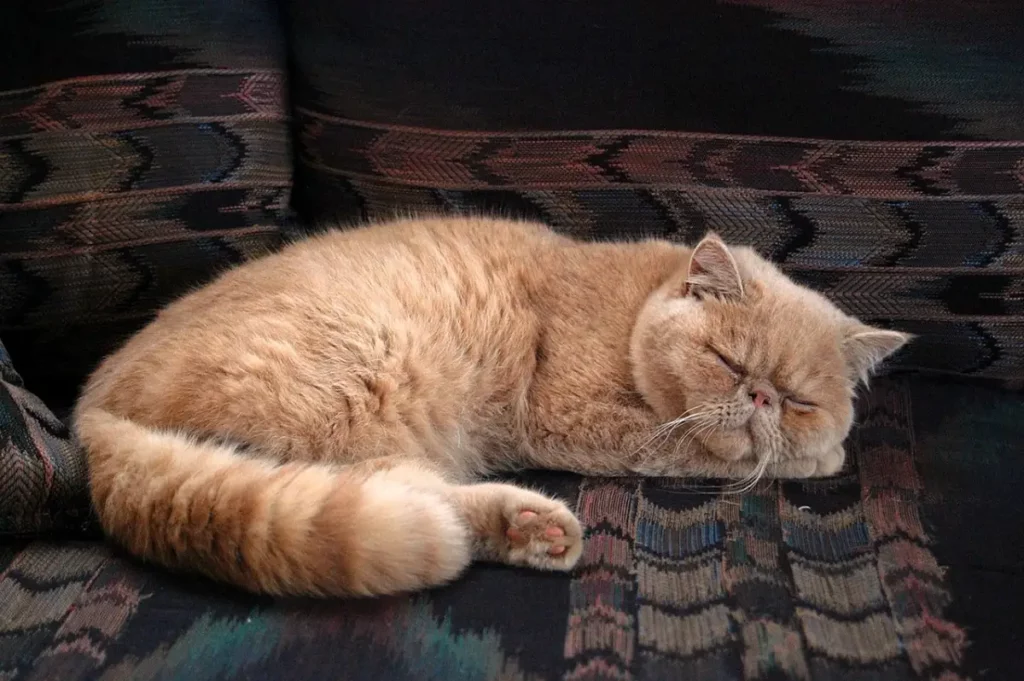 Persa durmiendo
