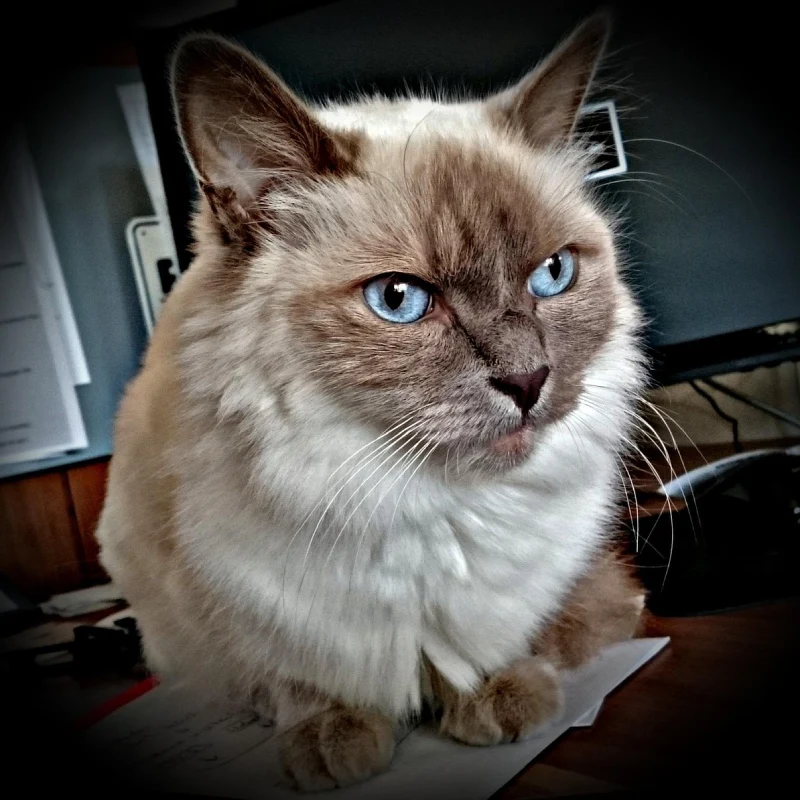 Gato Persa