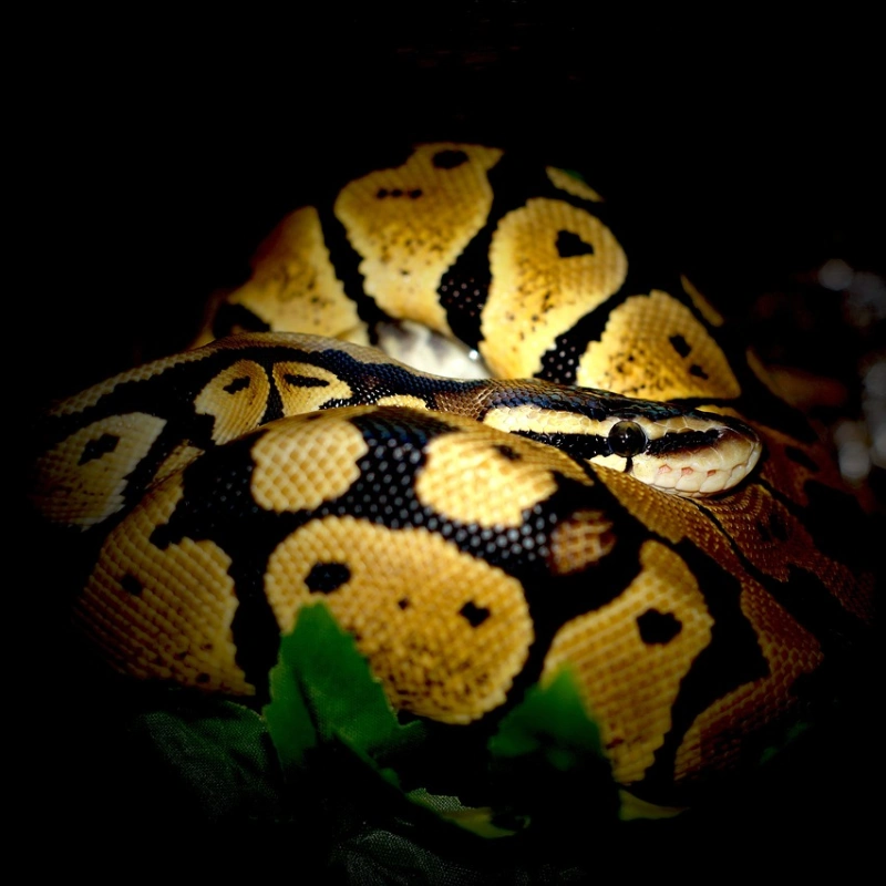 Pitón Bola