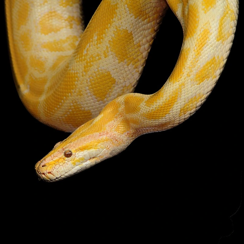 Pitón Bola amarilla